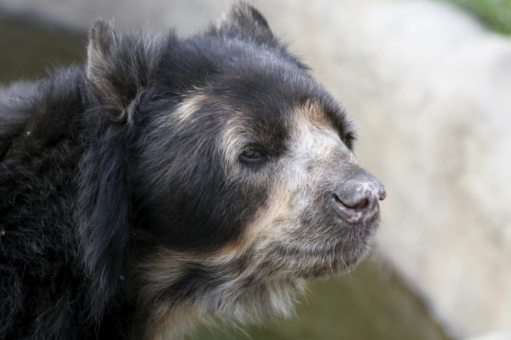 per46-speckeled-bear-free-istock-000001002848