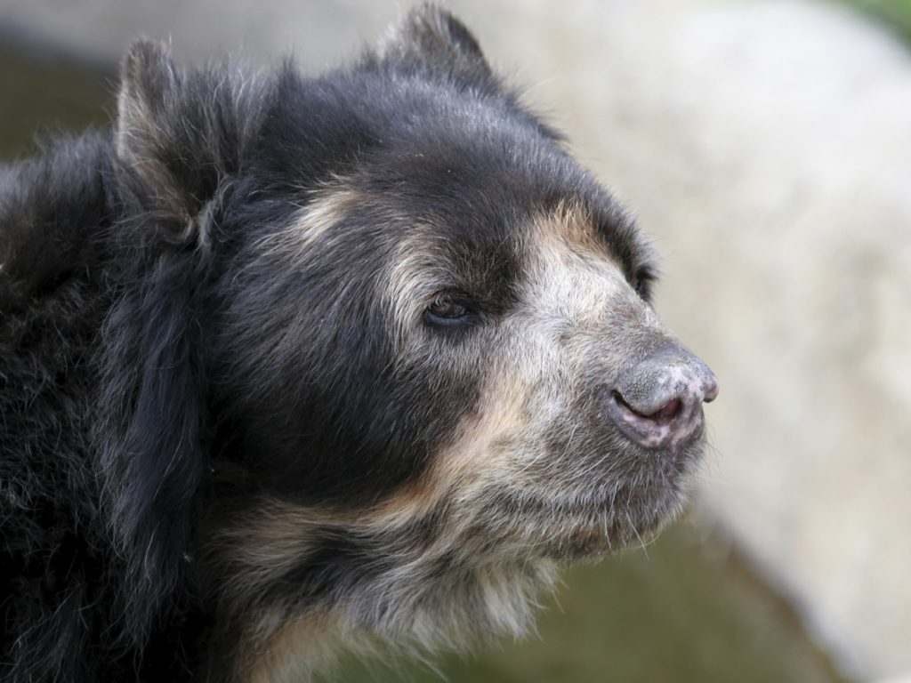 per46-speckeled-bear-free-istock-000001002848