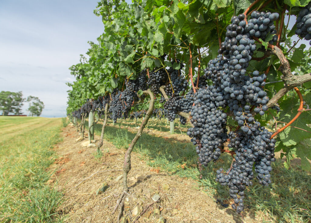 Vineyard