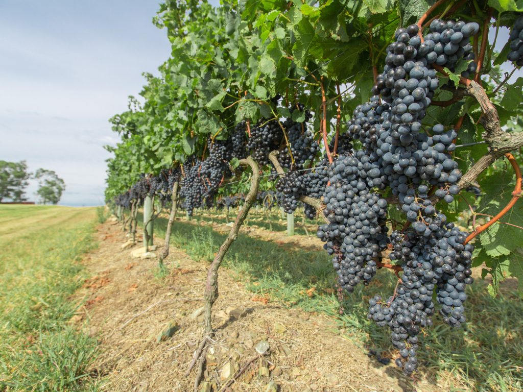Vineyard