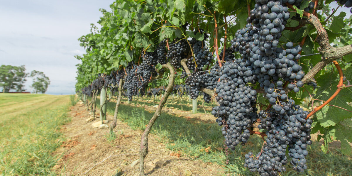 Vineyard