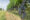 Vineyard