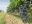Vineyard