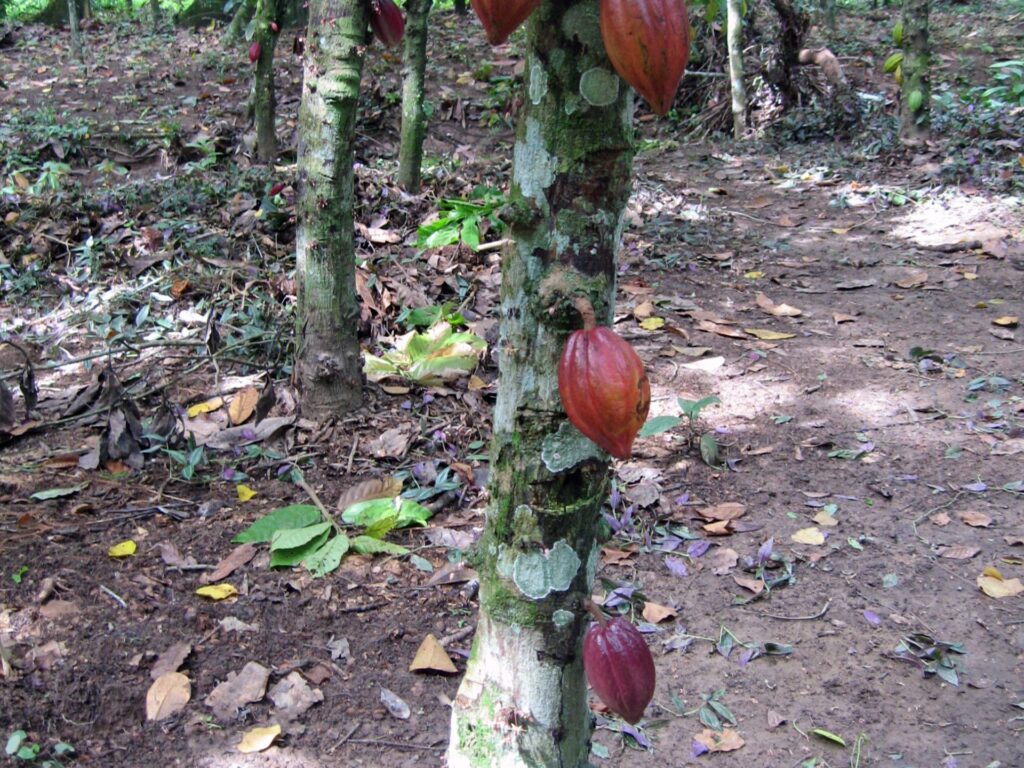 Cocoa plantation, Bukare, Sucre, Venezuela, Jun 2010, CJ