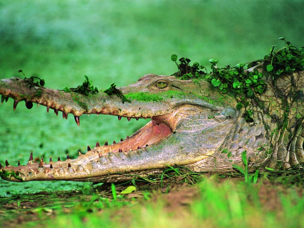 ven04-caiman-del-orinoco-free-condor-verde