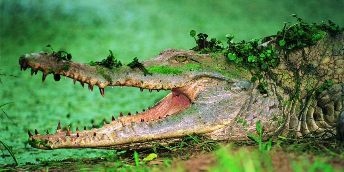 ven04-caiman-del-orinoco-free-condor-verde