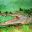 ven04-caiman-del-orinoco-free-condor-verde