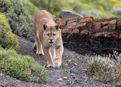 Biodiversity Puma in Patagonia