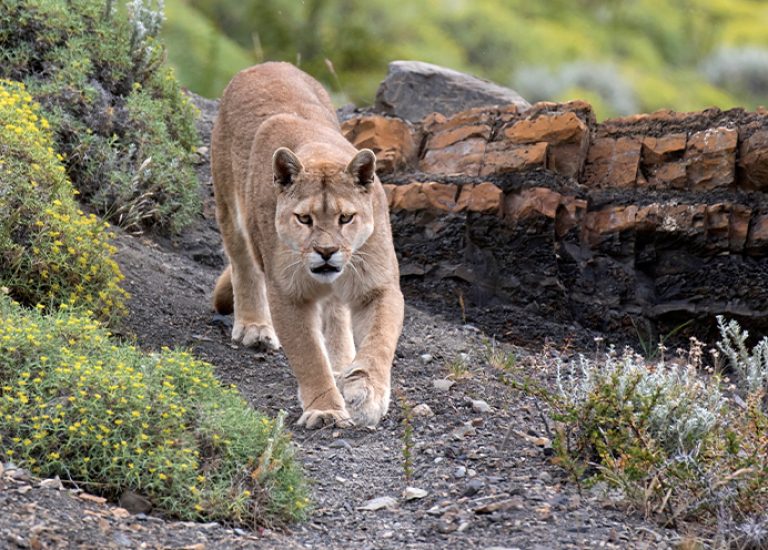 Puma in Patagonia