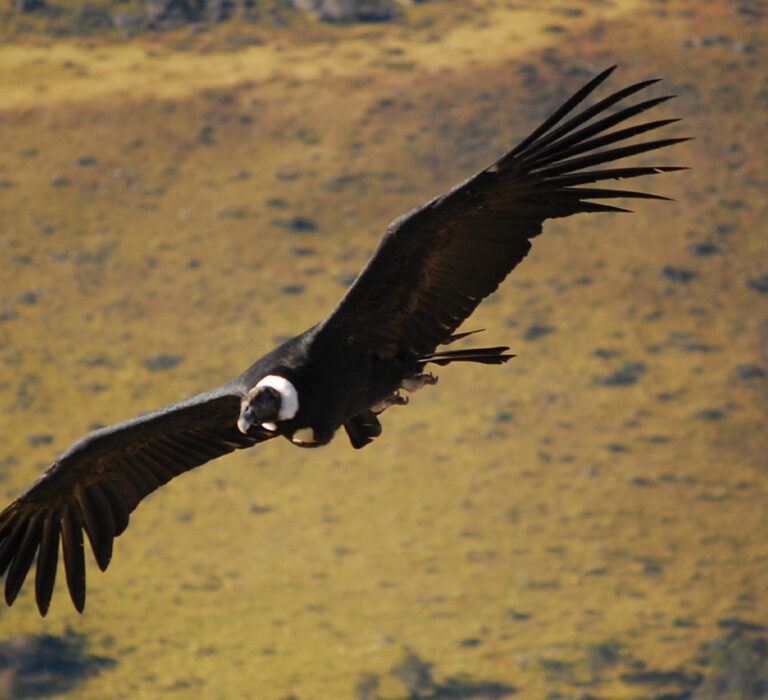 Condor in Patagonia